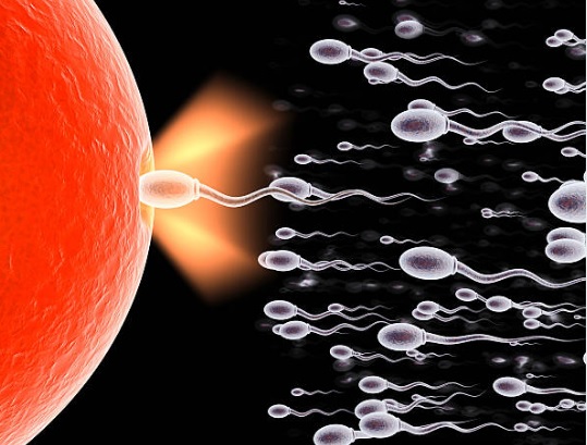 اسپرم برای بارداری