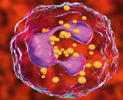 آزمایش خون Neutrophils (نوتروفیل‌ها)