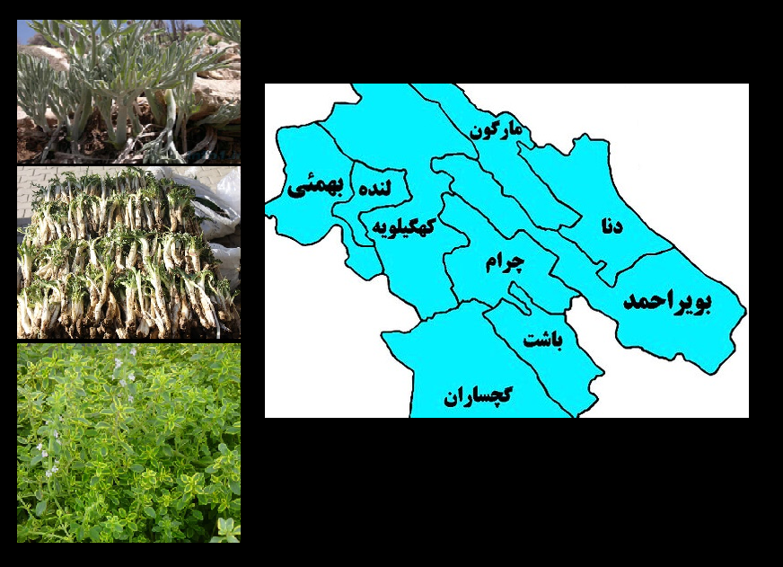 نقشه سلامت استان کهگیلویه و بویر احمد