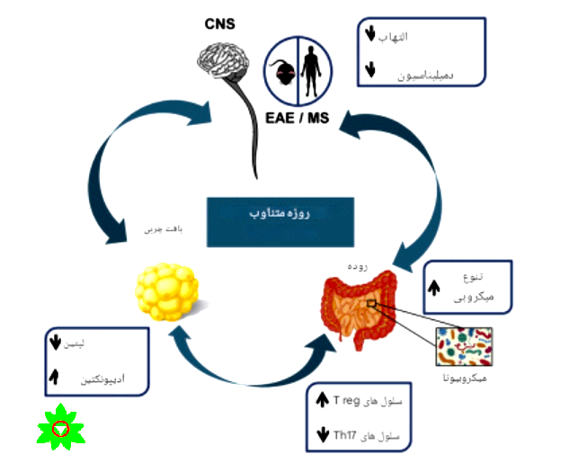 روزه داری واکنش سلولی