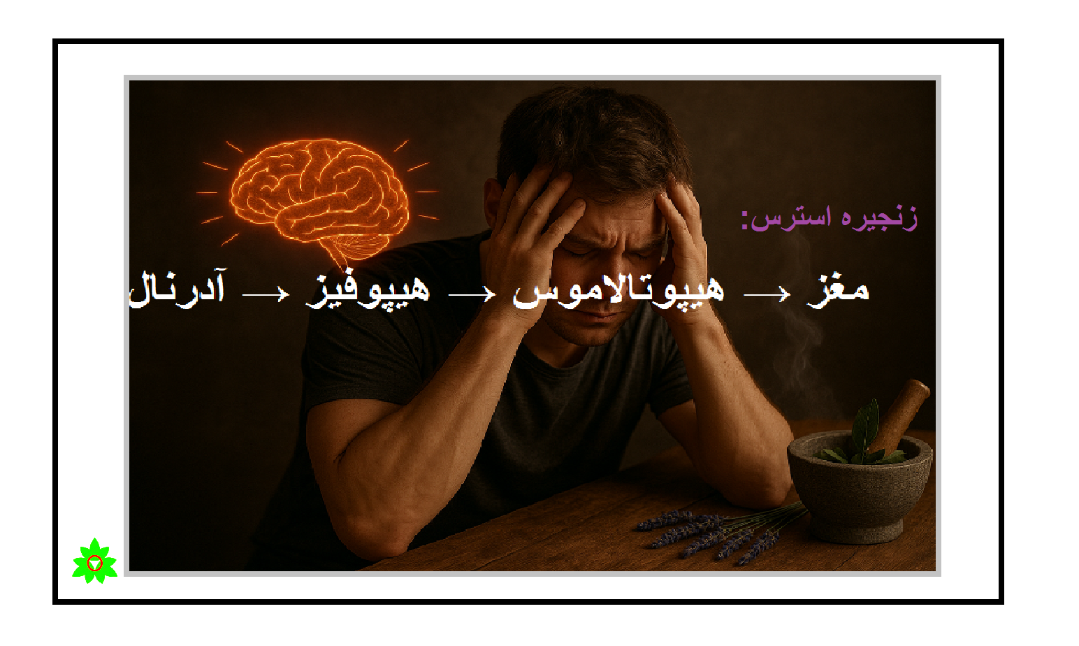 کورتیزول، قاتل خاموش اعصاب زنجیره استرس